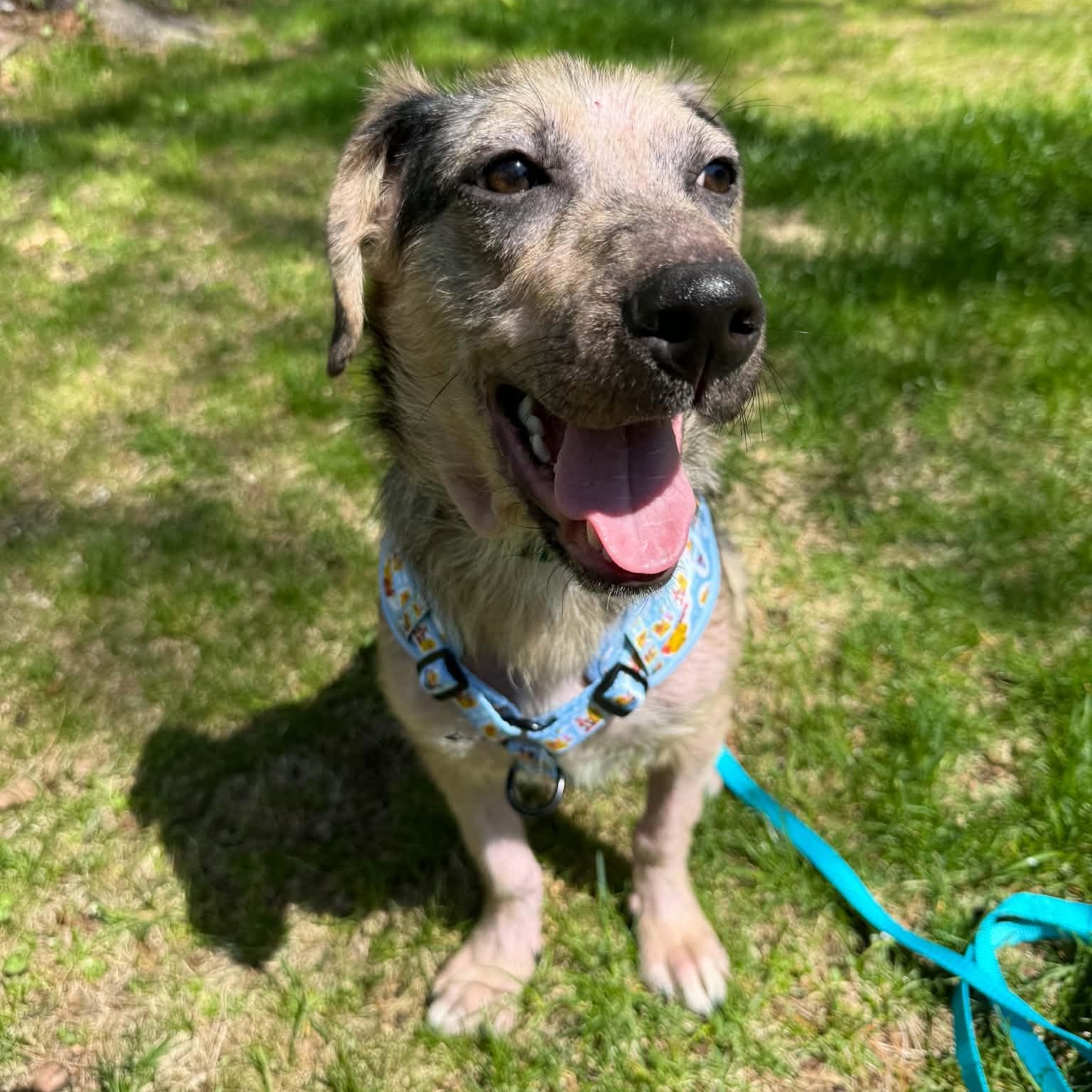 Jordan, ADOPTABLE, Young Female Australian Shepherd.