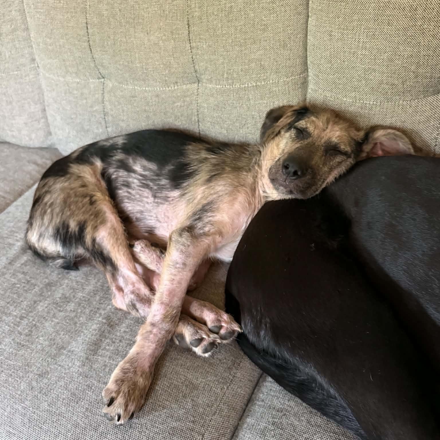 Enlarge Jordan, a ADOPTABLE mixed breed in Woolwich, ME image 4/5