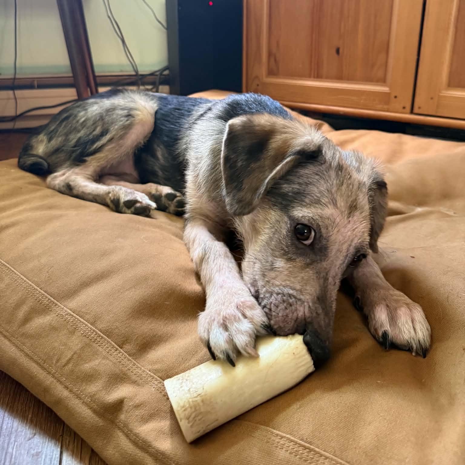 Enlarge Jordan, a ADOPTABLE mixed breed in Woolwich, ME image 3/5