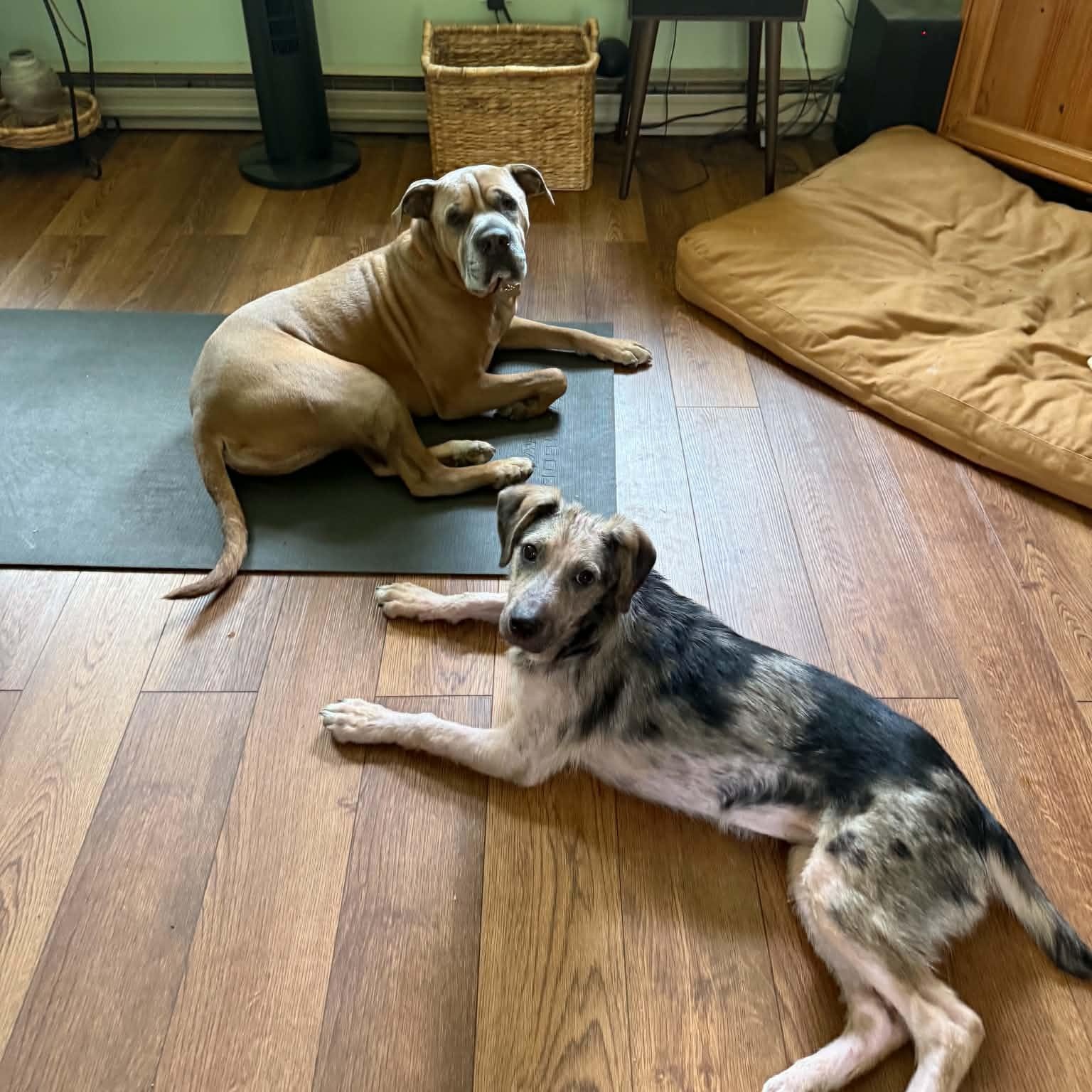 Enlarge Jordan, a ADOPTABLE mixed breed in Woolwich, ME image 5/5
