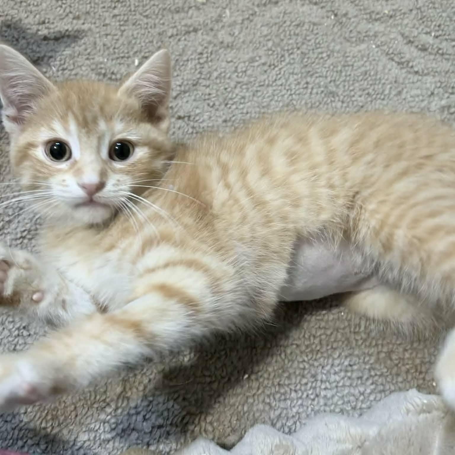 Matcha, an adopted Domestic Short Hair in Shakespeare, ON image 2/6