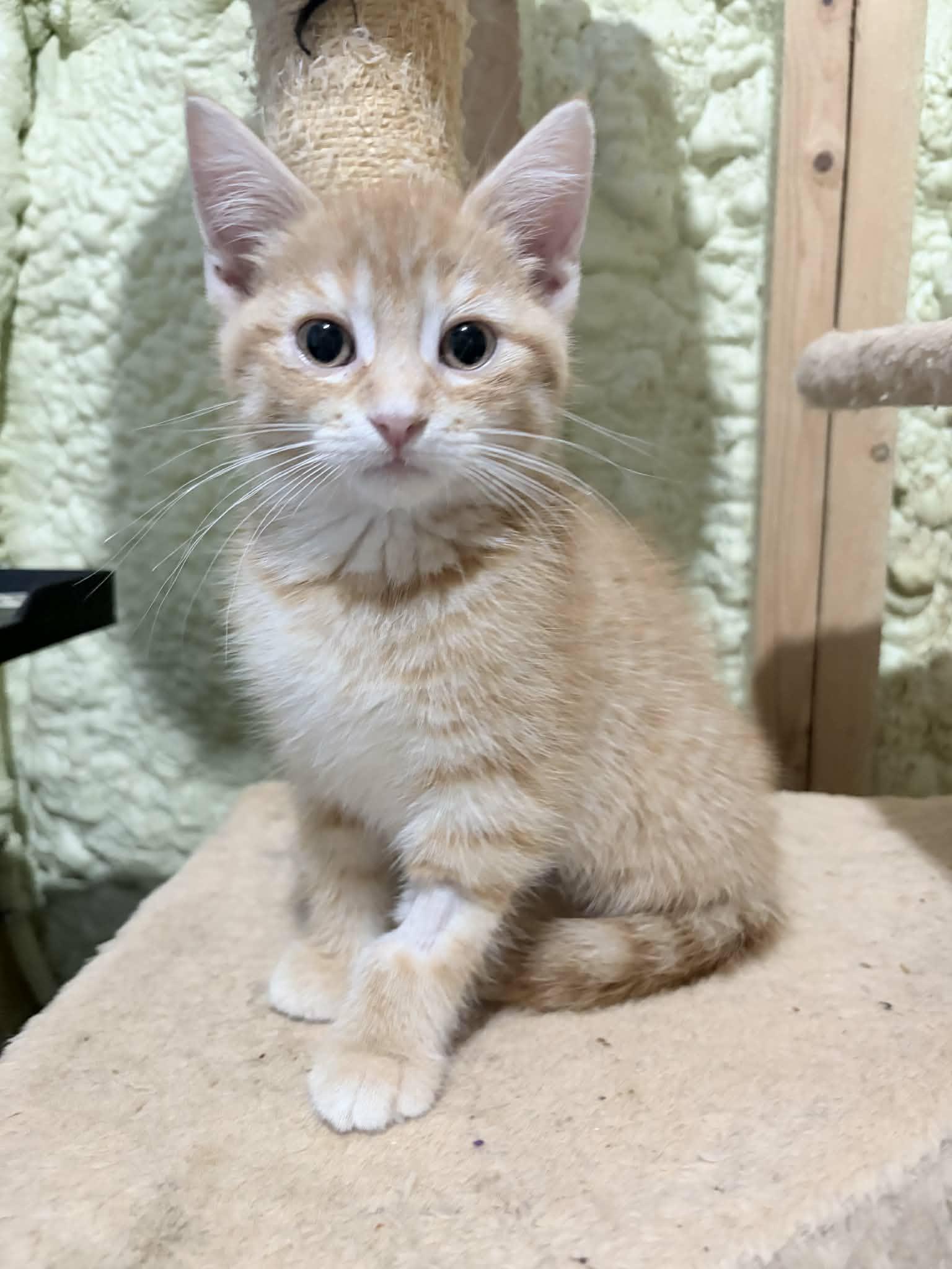 Matcha, an adopted Domestic Short Hair in Shakespeare, ON image 1/6