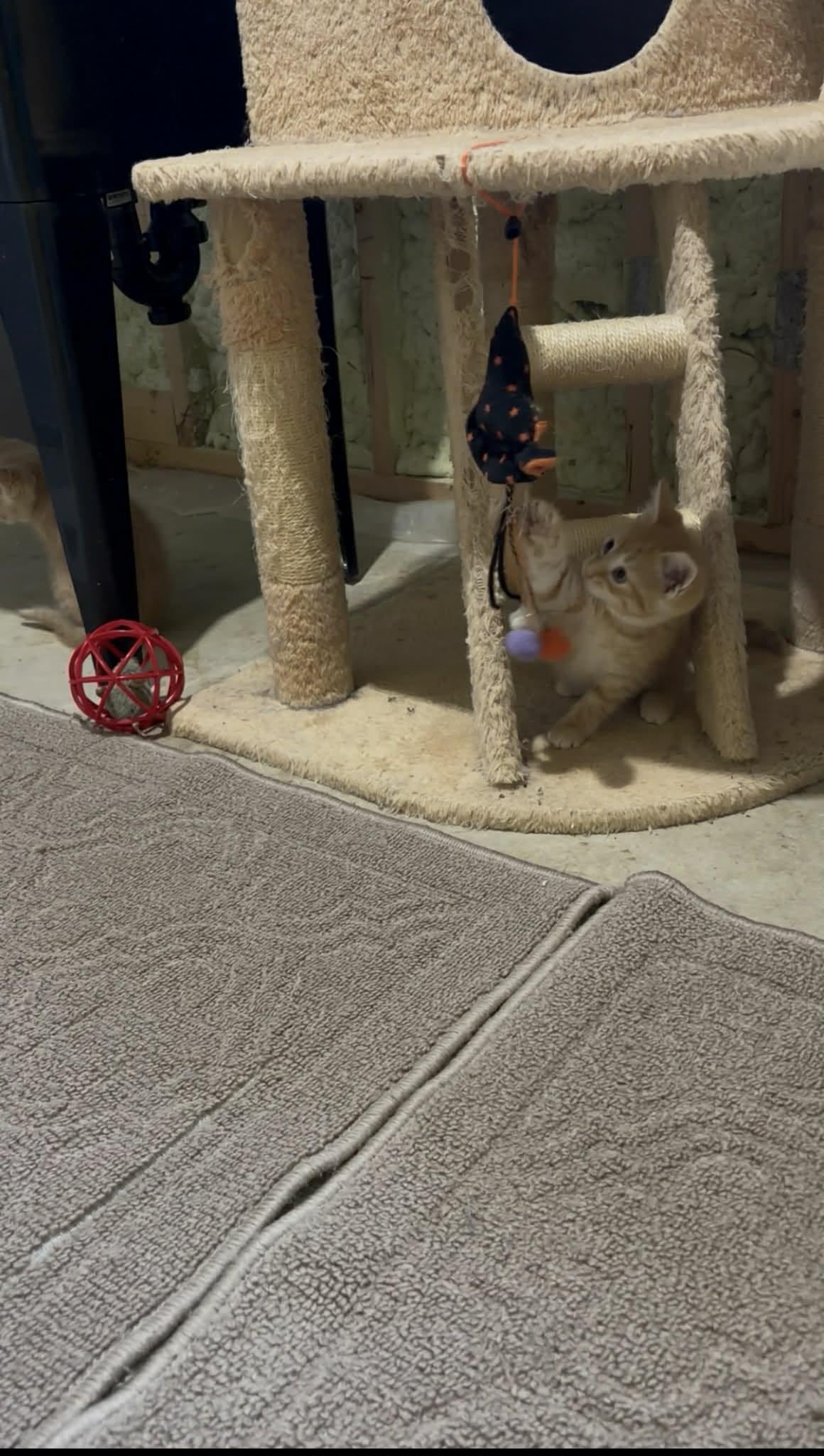 Matcha, an adopted Domestic Short Hair in Shakespeare, ON image 6/6