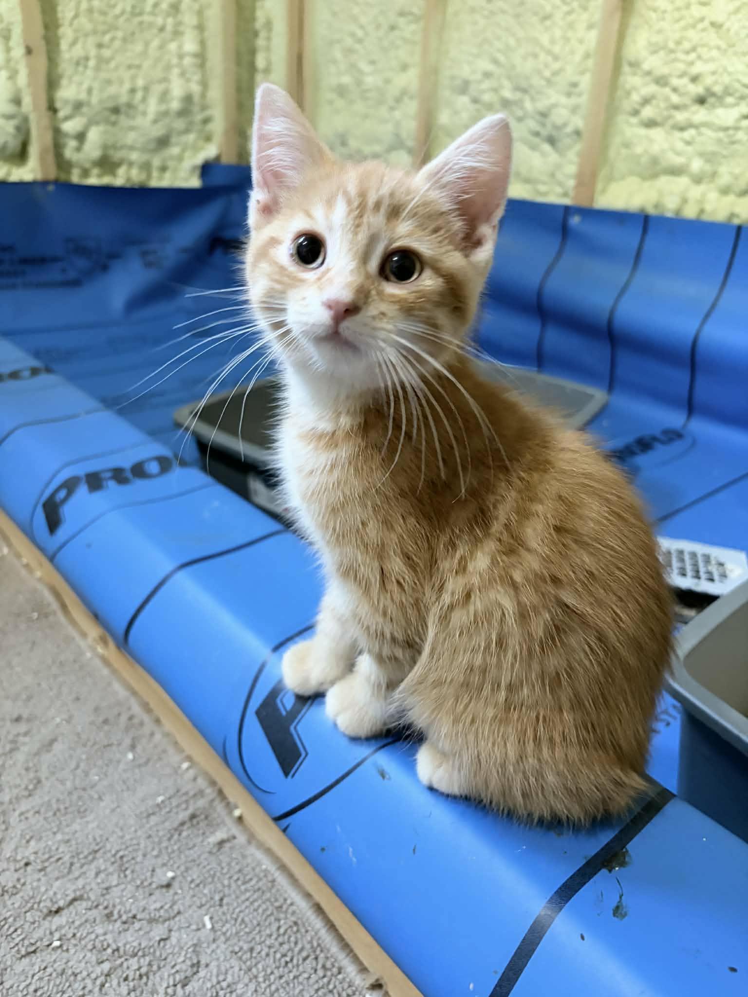 Matcha, an adopted Domestic Short Hair in Shakespeare, ON image 3/6