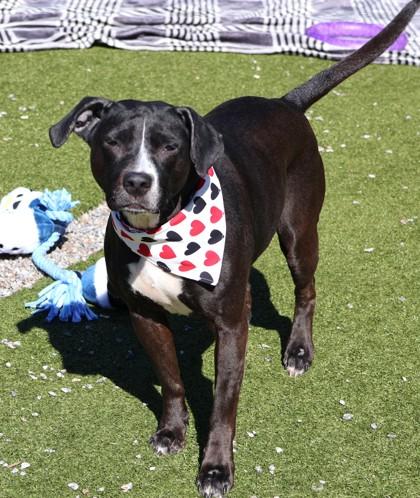 Enlarge Ramona, an adopted Mixed Breed in Athens, GA image 3/3