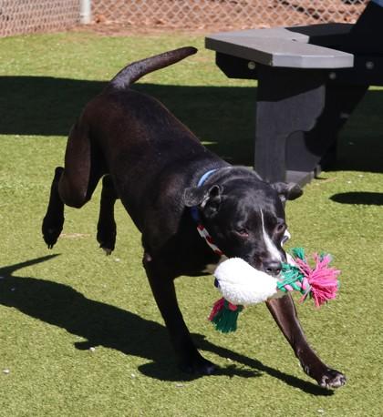 Enlarge Ramona, an adopted Mixed Breed in Athens, GA image 2/3