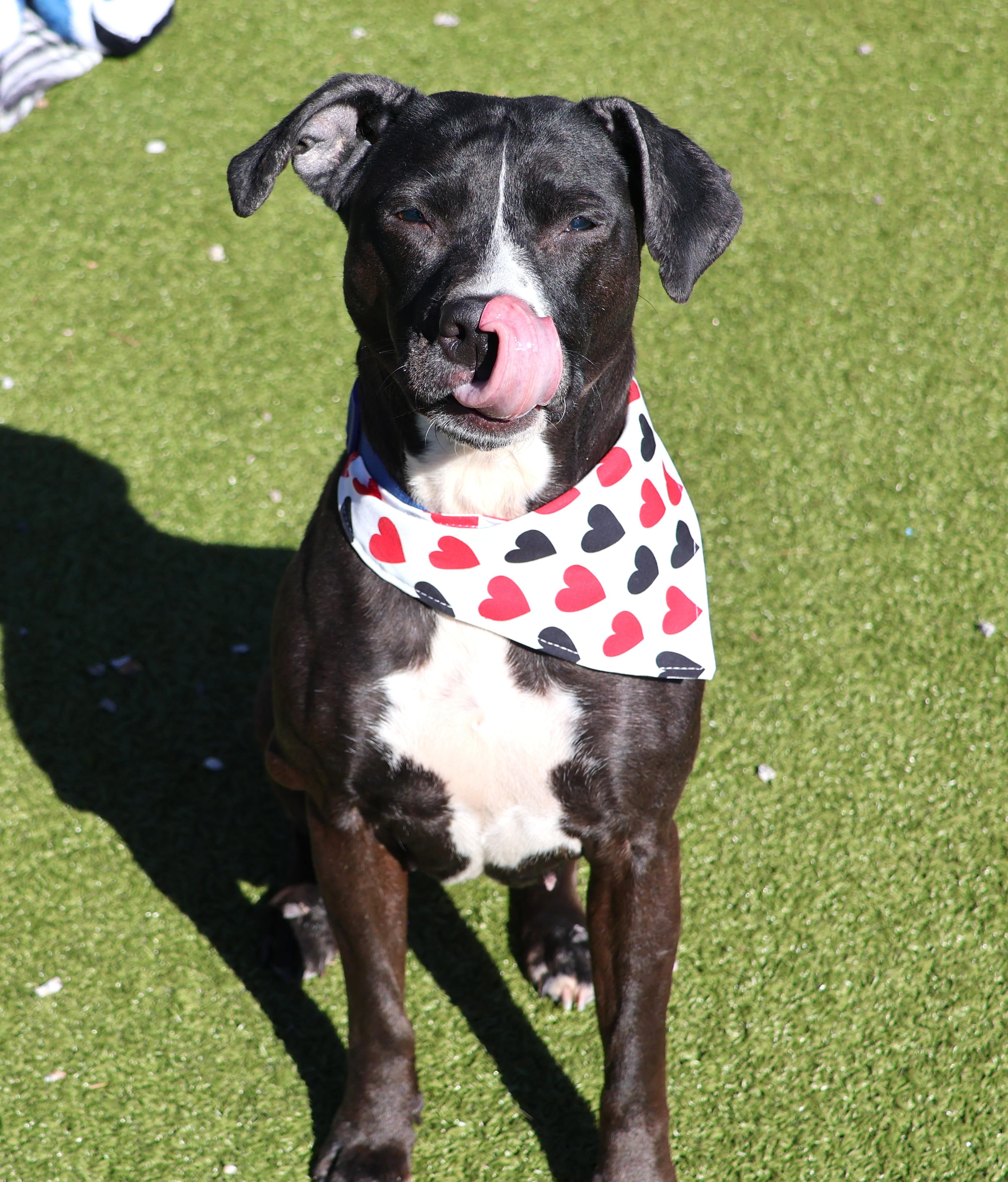 Ramona, adopted, Adult Female Mixed Breed.