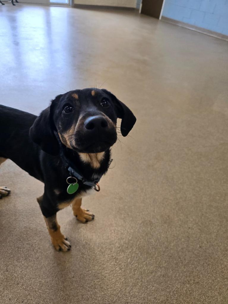 Wanda, Adoptable, Puppy Female Hound.