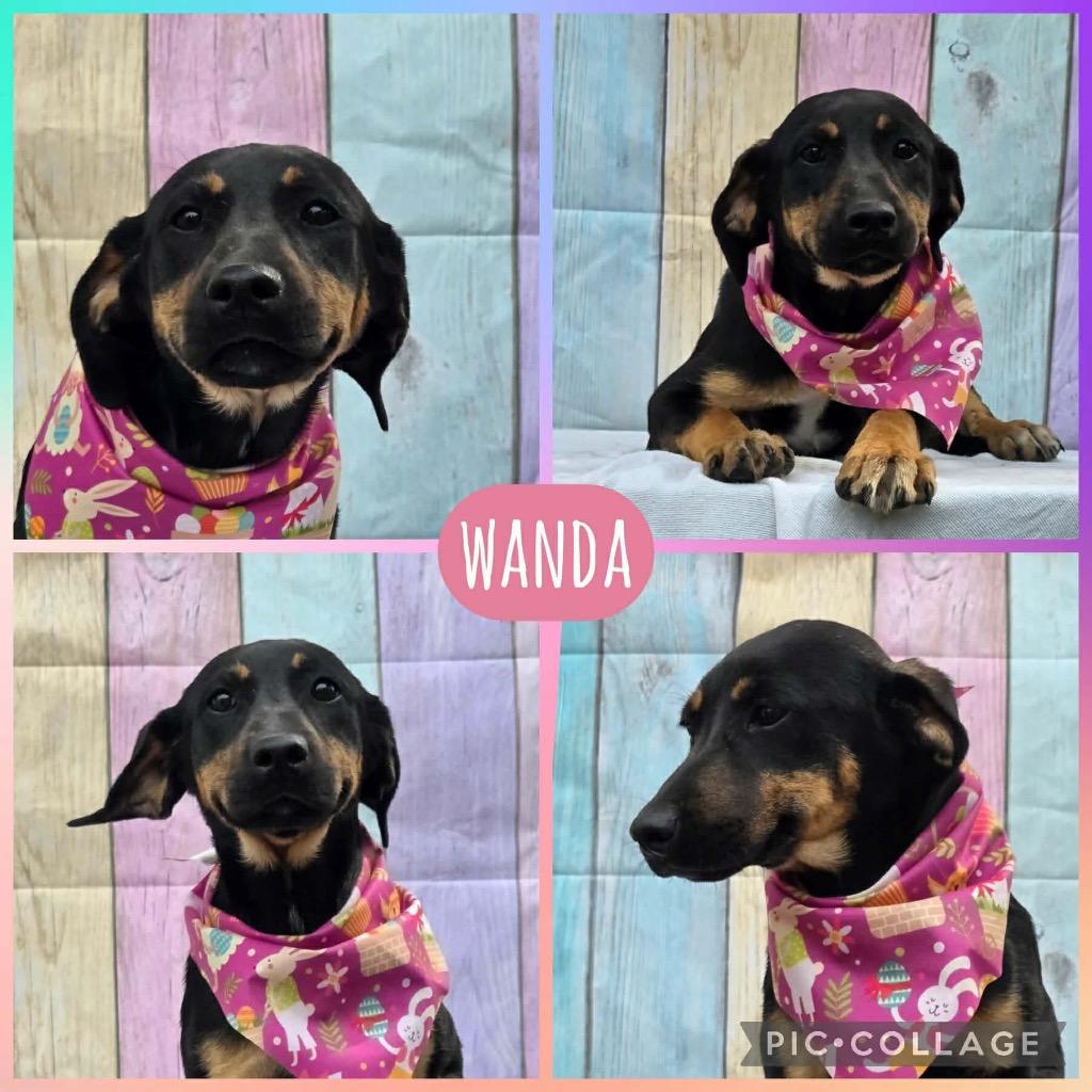 Enlarge Wanda, a Adoptable mixed breed in North Syracuse, NY image 2/4