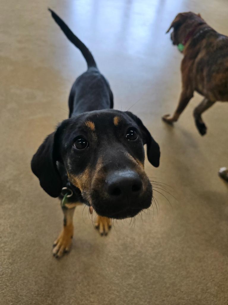 Enlarge Wanda, a Adoptable mixed breed in North Syracuse, NY image 3/4