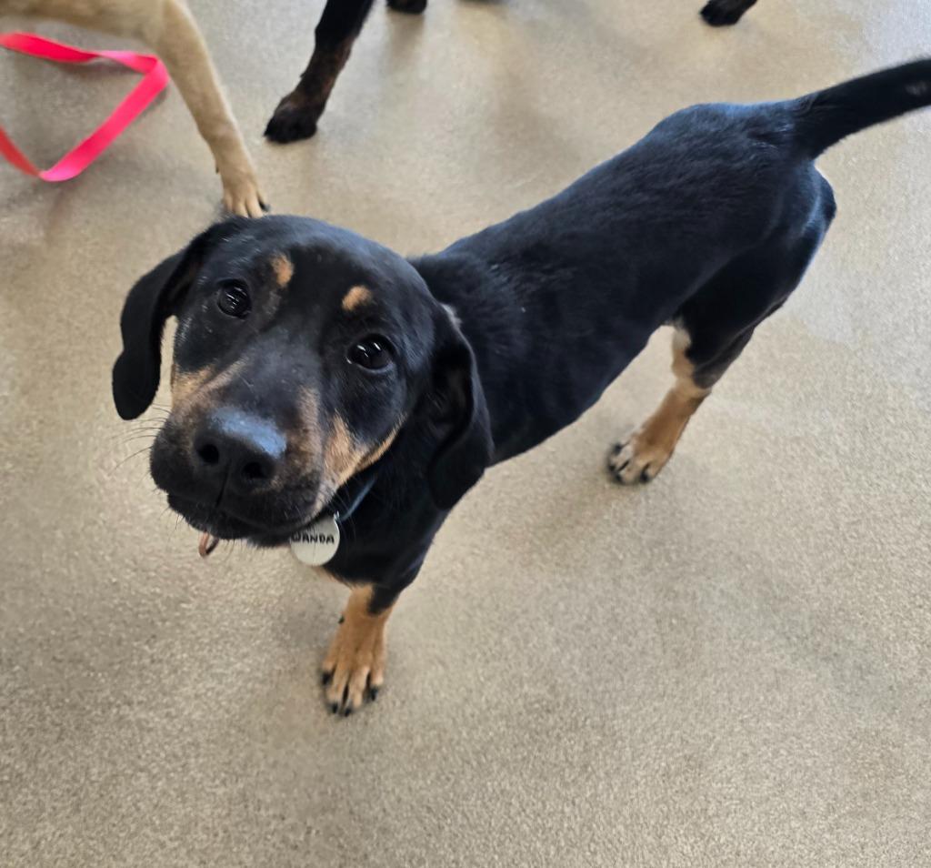 Enlarge Wanda, a Adoptable mixed breed in North Syracuse, NY image 4/4