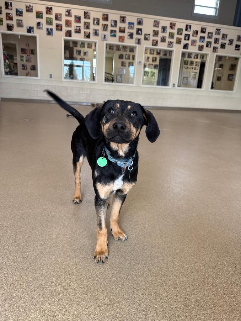 Enlarge Wanda, a Adoptable mixed breed in North Syracuse, NY image 5/6