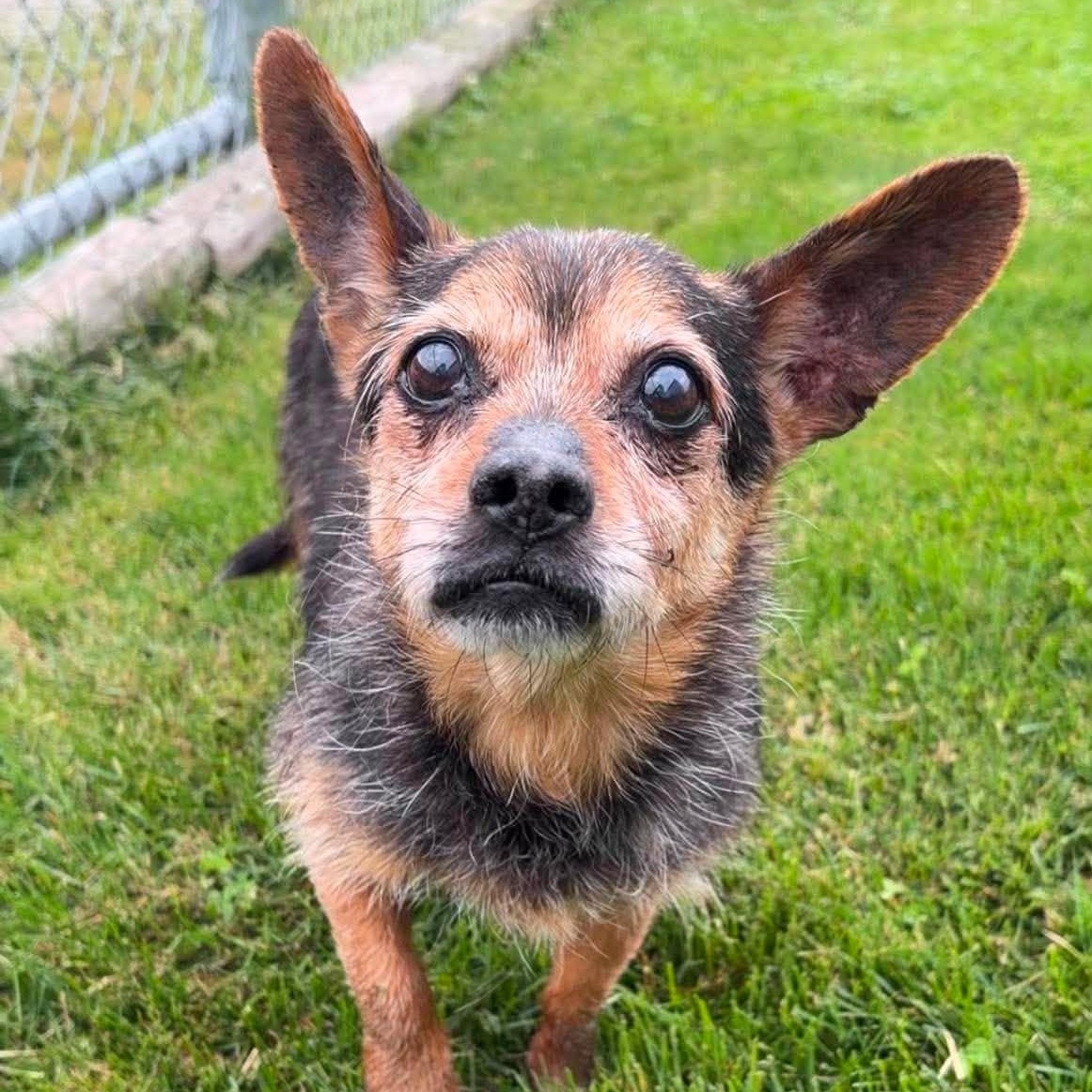 Broccolini, ADOPTABLE, Senior Male Yorkshire Terrier.