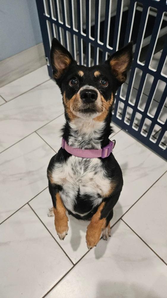 Enlarge Star, a Adopted mixed breed in Cortez, CO image 2/2