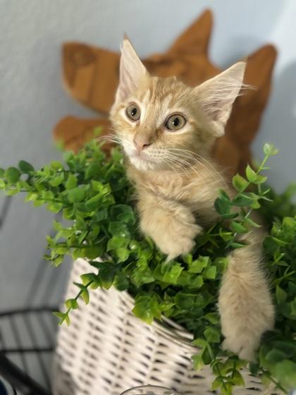 Palmer (Petsmart Claiborne), Adoptable, Kitten Male Domestic Medium Hair & Domestic Short Hair.