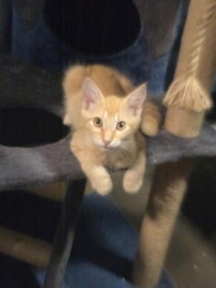 Palmer (Petsmart Claiborne), a Adoptable mixed breed in New Orleans, LA image 2/2