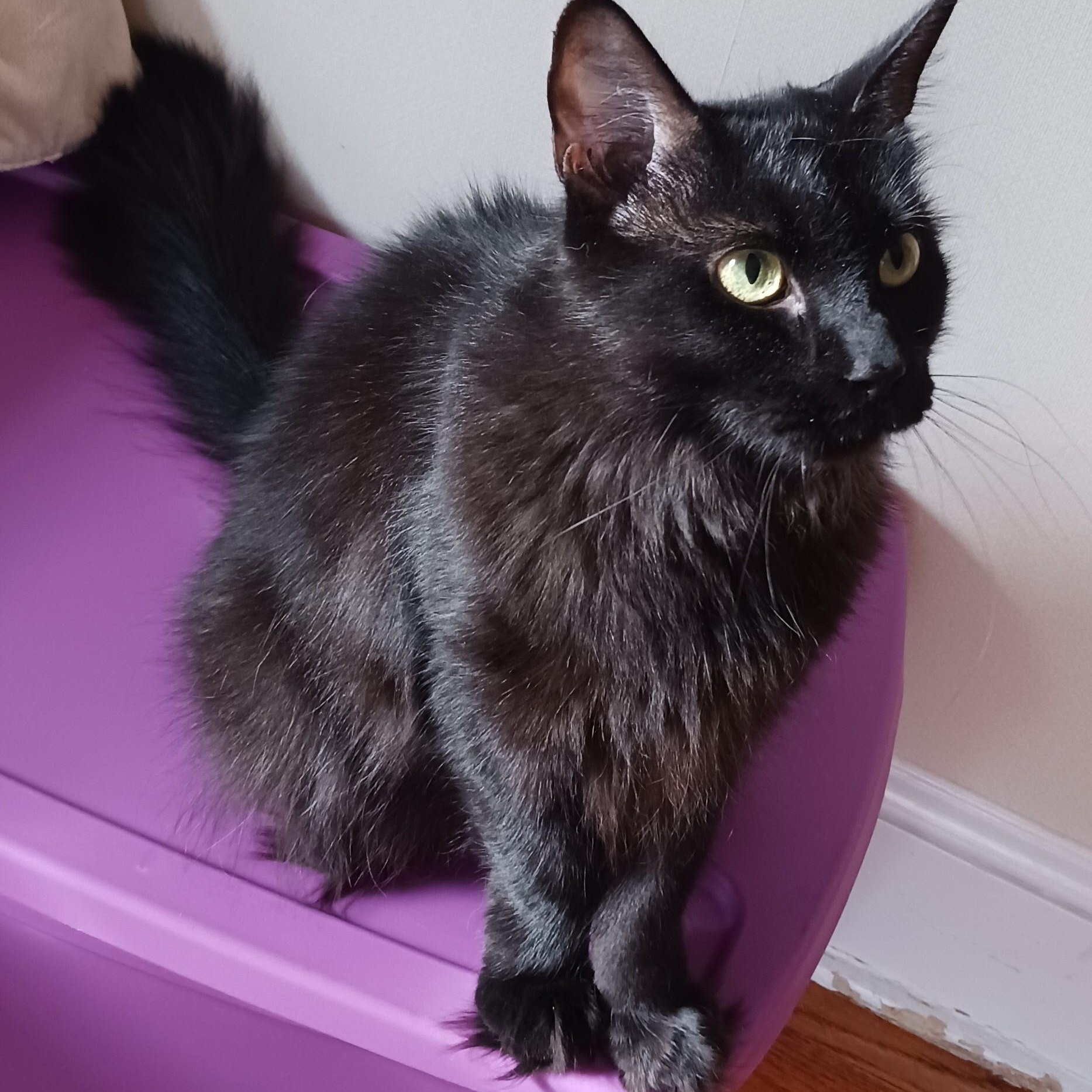 Enlarge Eva B., an adopted mixed breed in New York, NY image 2/5