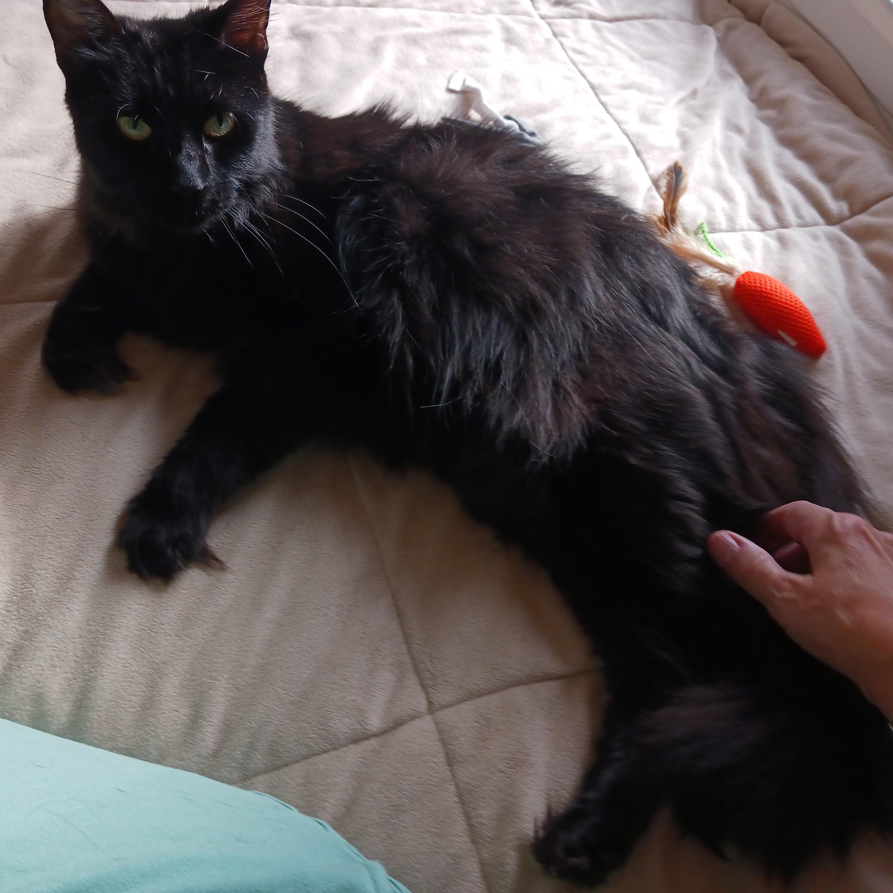 Enlarge Eva B., an adopted mixed breed in New York, NY image 4/5