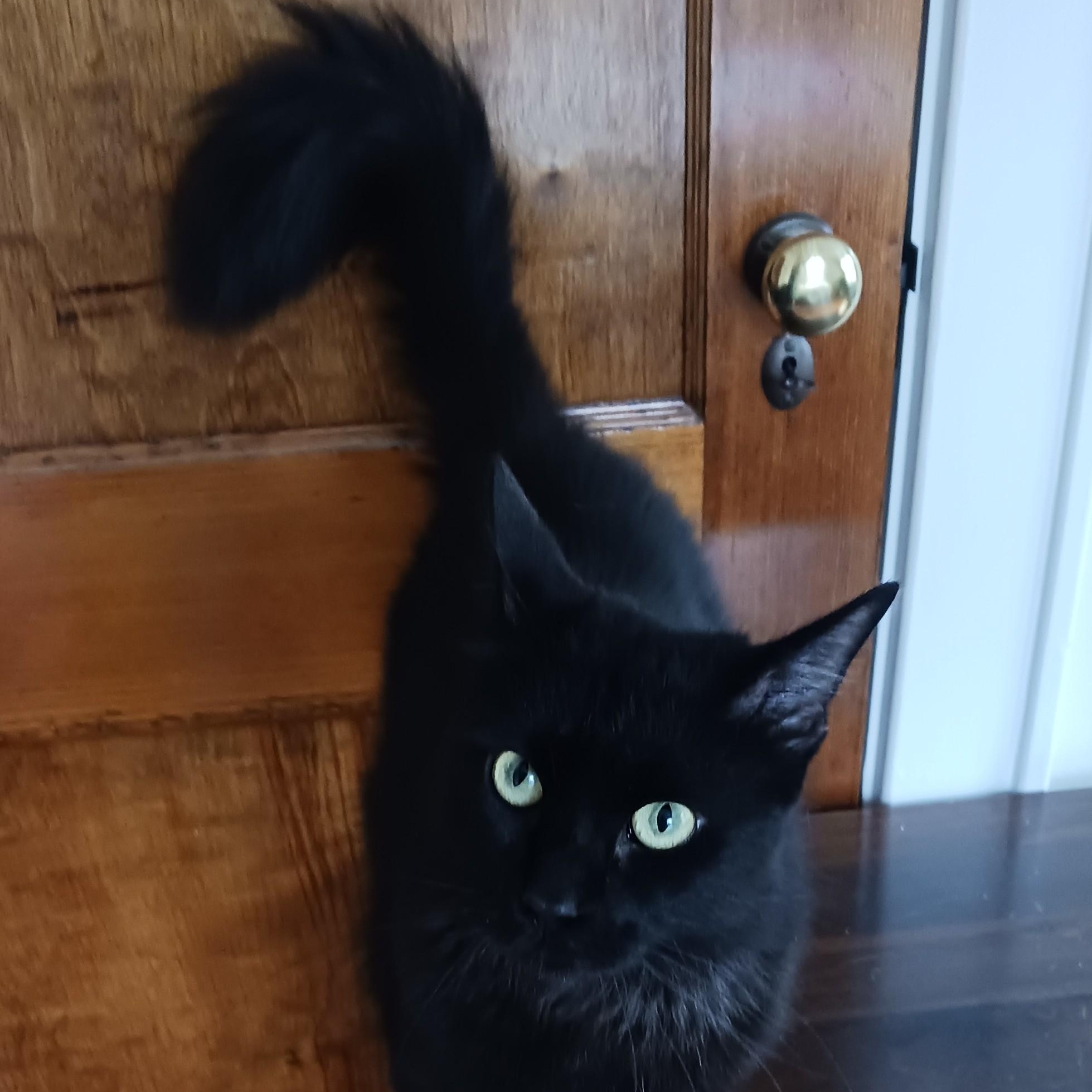 Eva B., adopted, Young Female Domestic Medium Hair & Maine Coon.