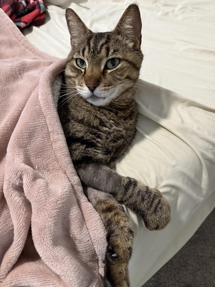 Cody, Adoptable, Adult Male Domestic Short Hair.