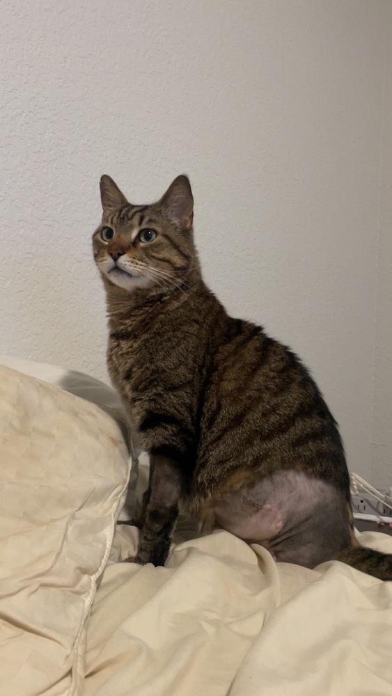 Enlarge Cody, a Adoptable mixed breed in Brandon, FL image 2/4