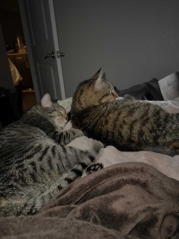 Enlarge Cody, a Adoptable mixed breed in Brandon, FL image 3/4