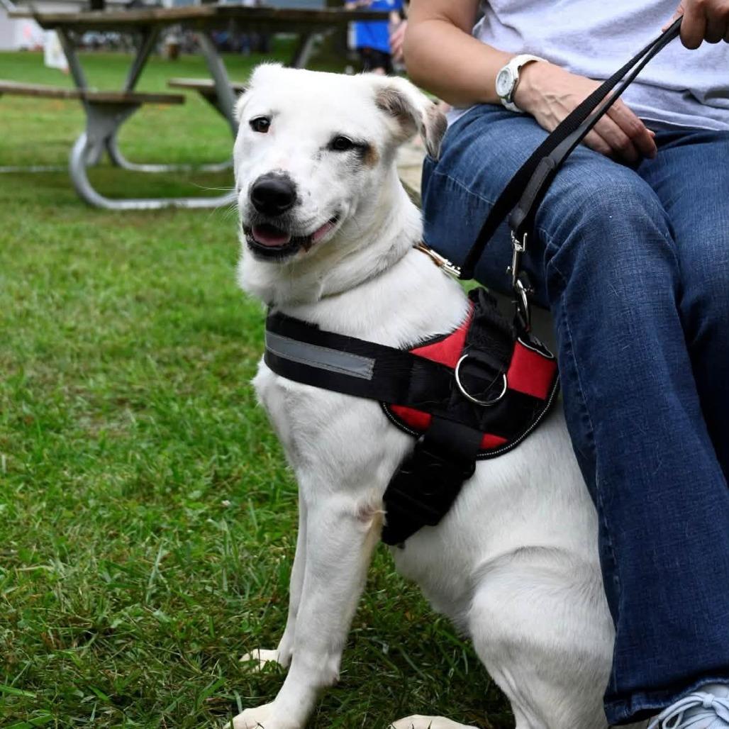 Enlarge Fiona, a Adopted mixed breed in Mundelein, IL image 1/6