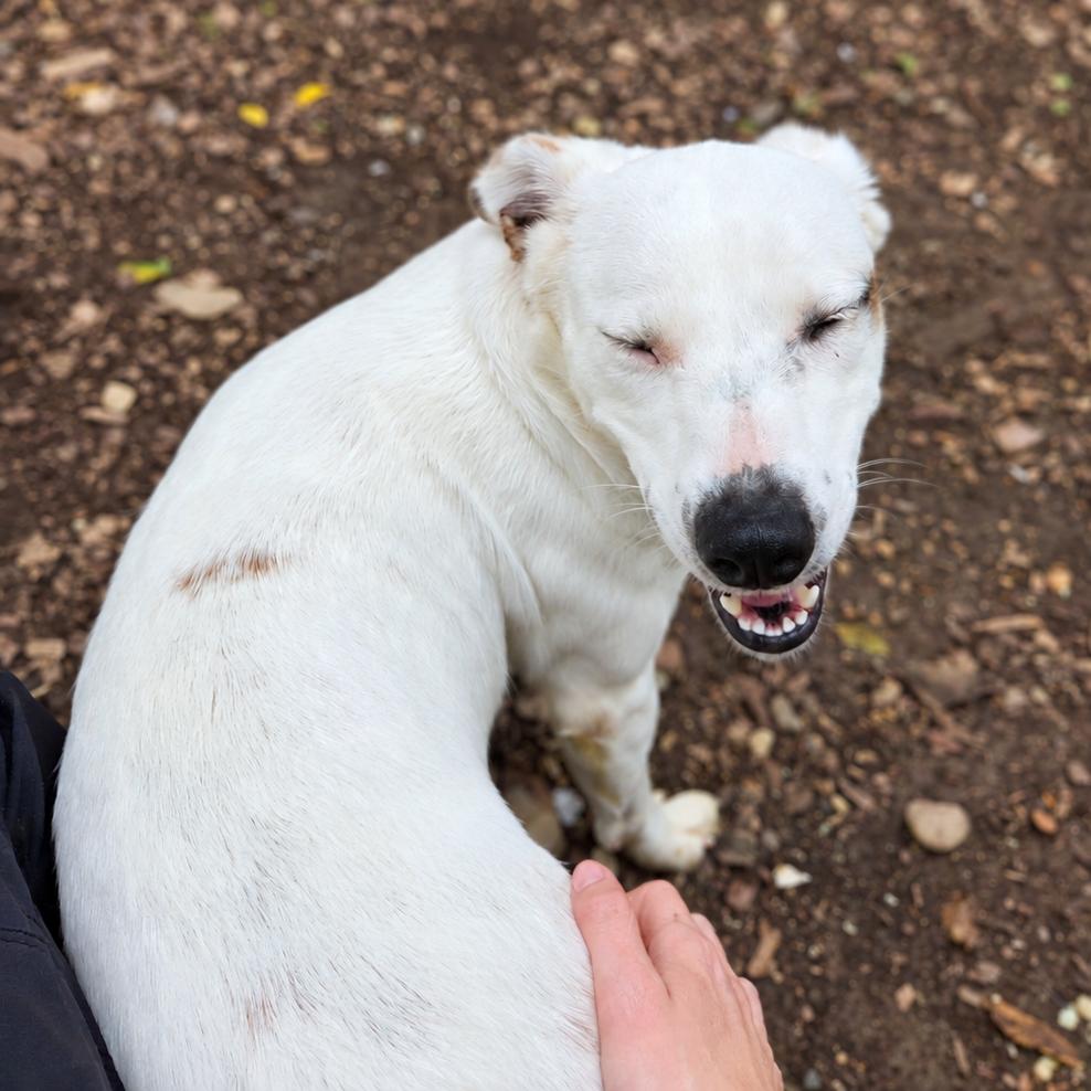 Enlarge Fiona, a Adopted mixed breed in Mundelein, IL image 6/6