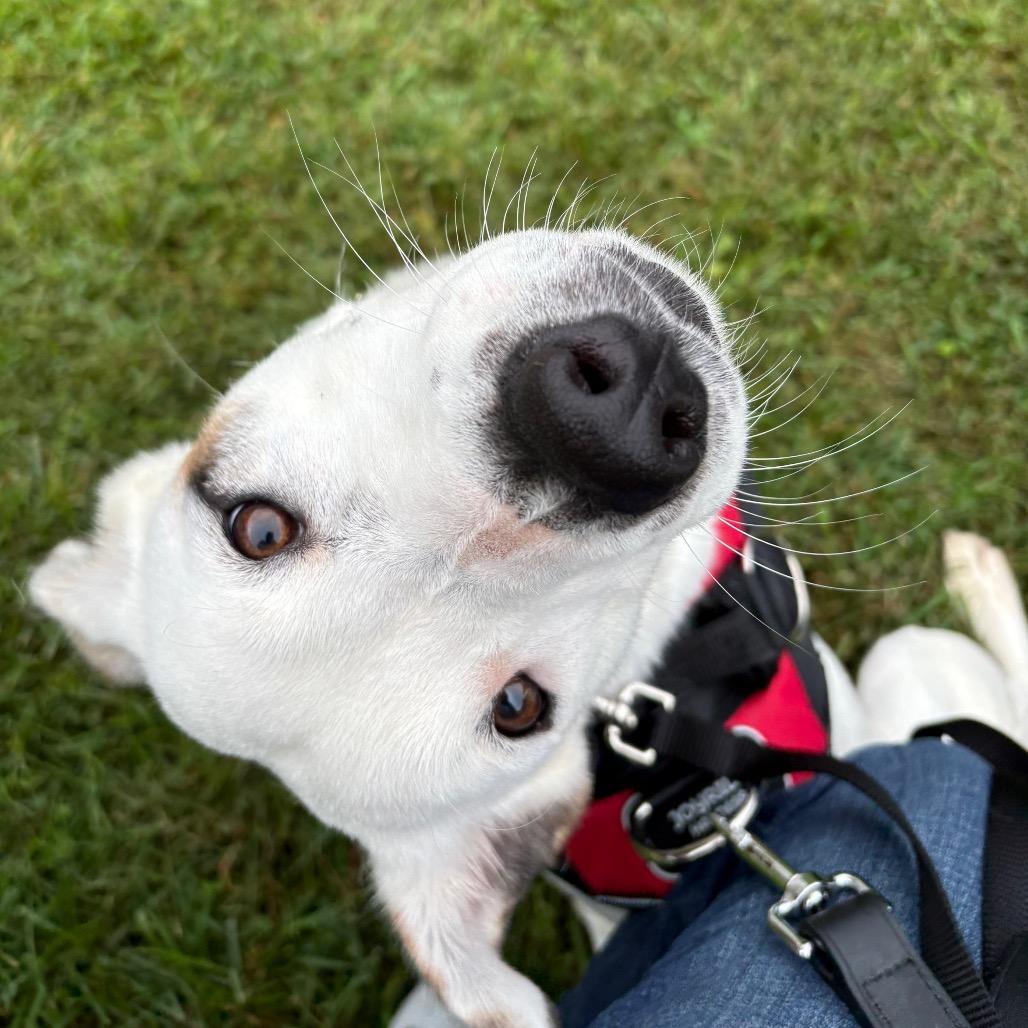 Enlarge Fiona, a Adopted mixed breed in Mundelein, IL image 2/6