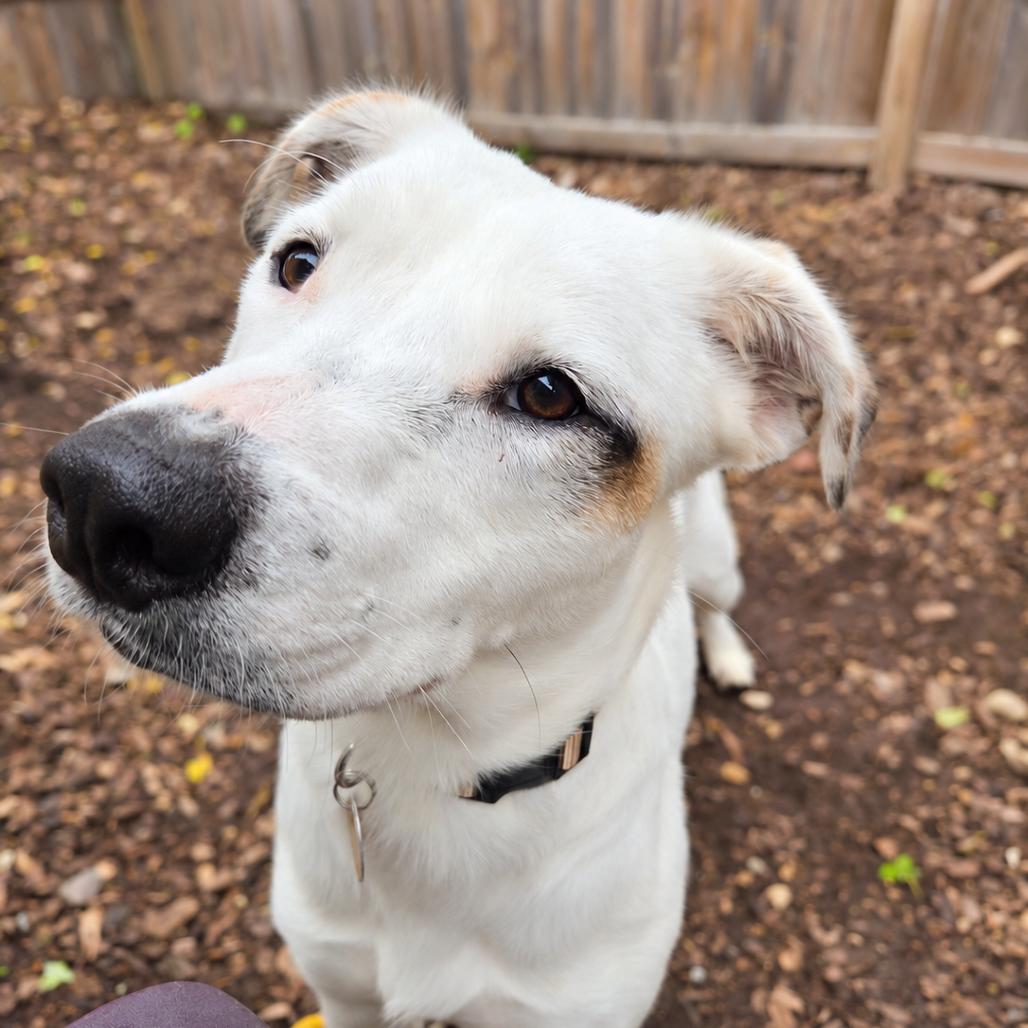 Enlarge Fiona, a Adopted mixed breed in Mundelein, IL image 3/6