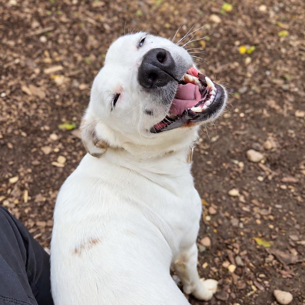 Fiona, Adopted, Young Female English Setter & Australian Shepherd.