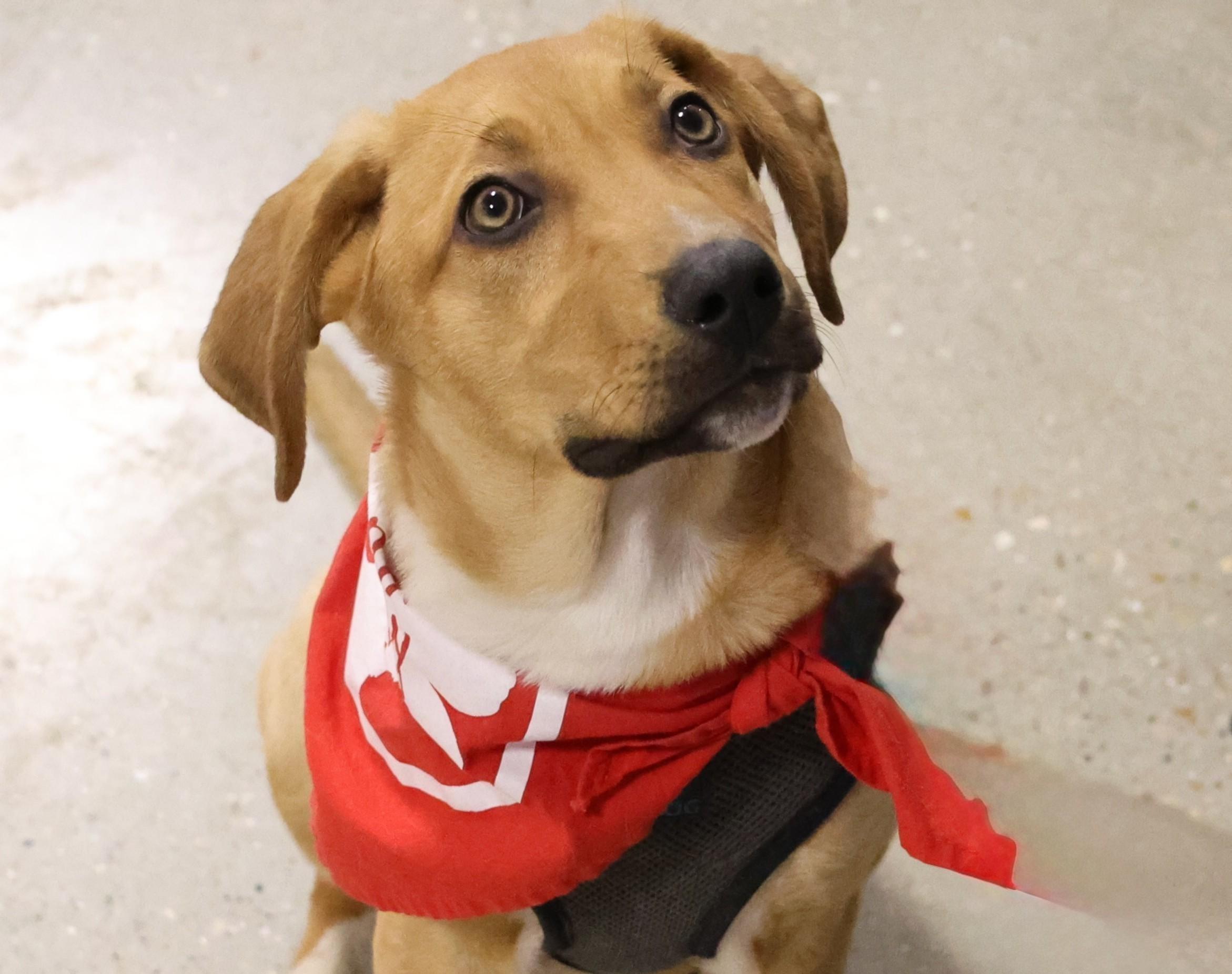 Enlarge Putter, a Adoptable mixed breed in Palatine, IL image 1/5