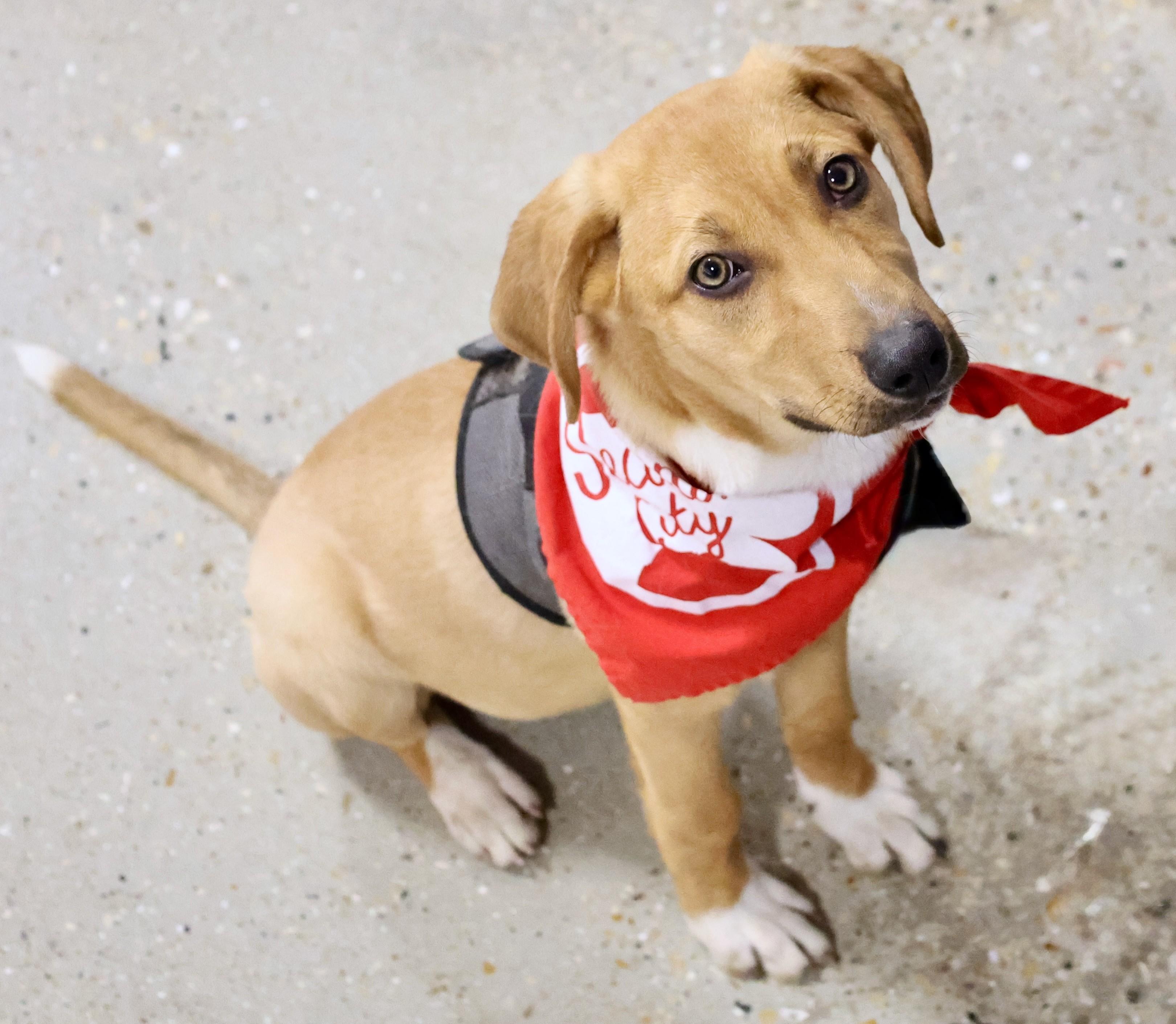 Enlarge Putter, a Adoptable mixed breed in Palatine, IL image 2/5