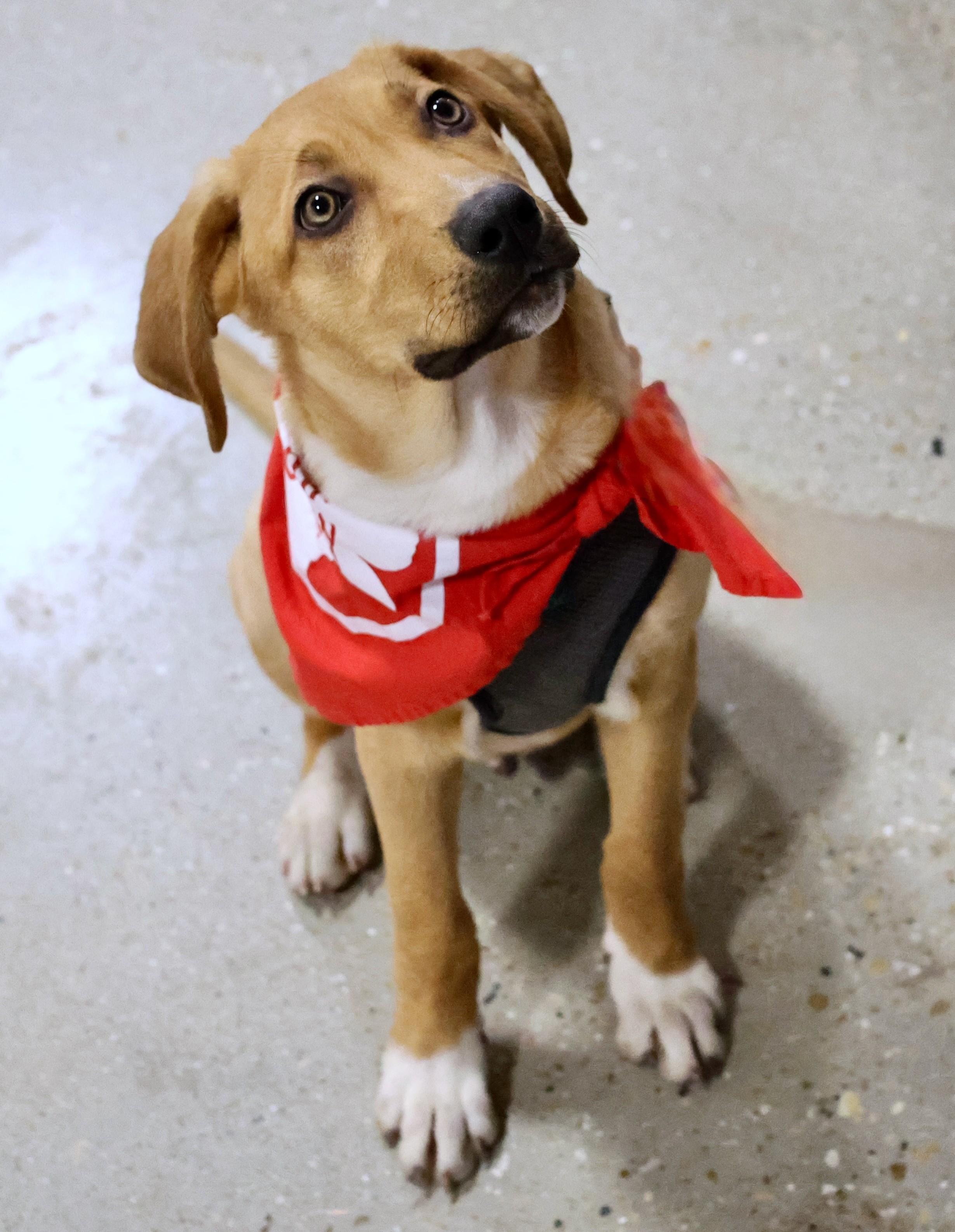 Enlarge Putter, a Adoptable mixed breed in Palatine, IL image 4/5