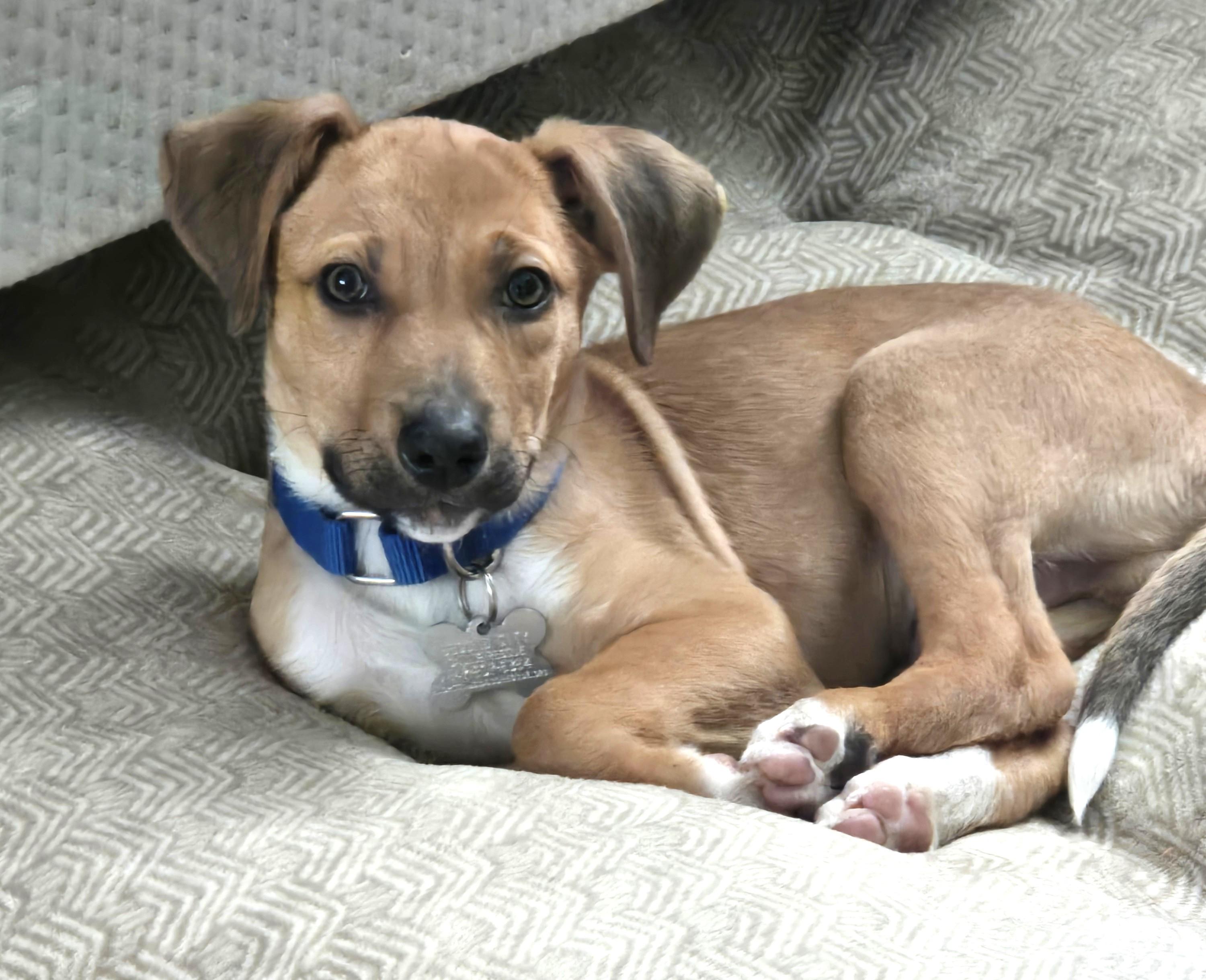 Putter, a Adoptable mixed breed in Palatine, IL image 1/4