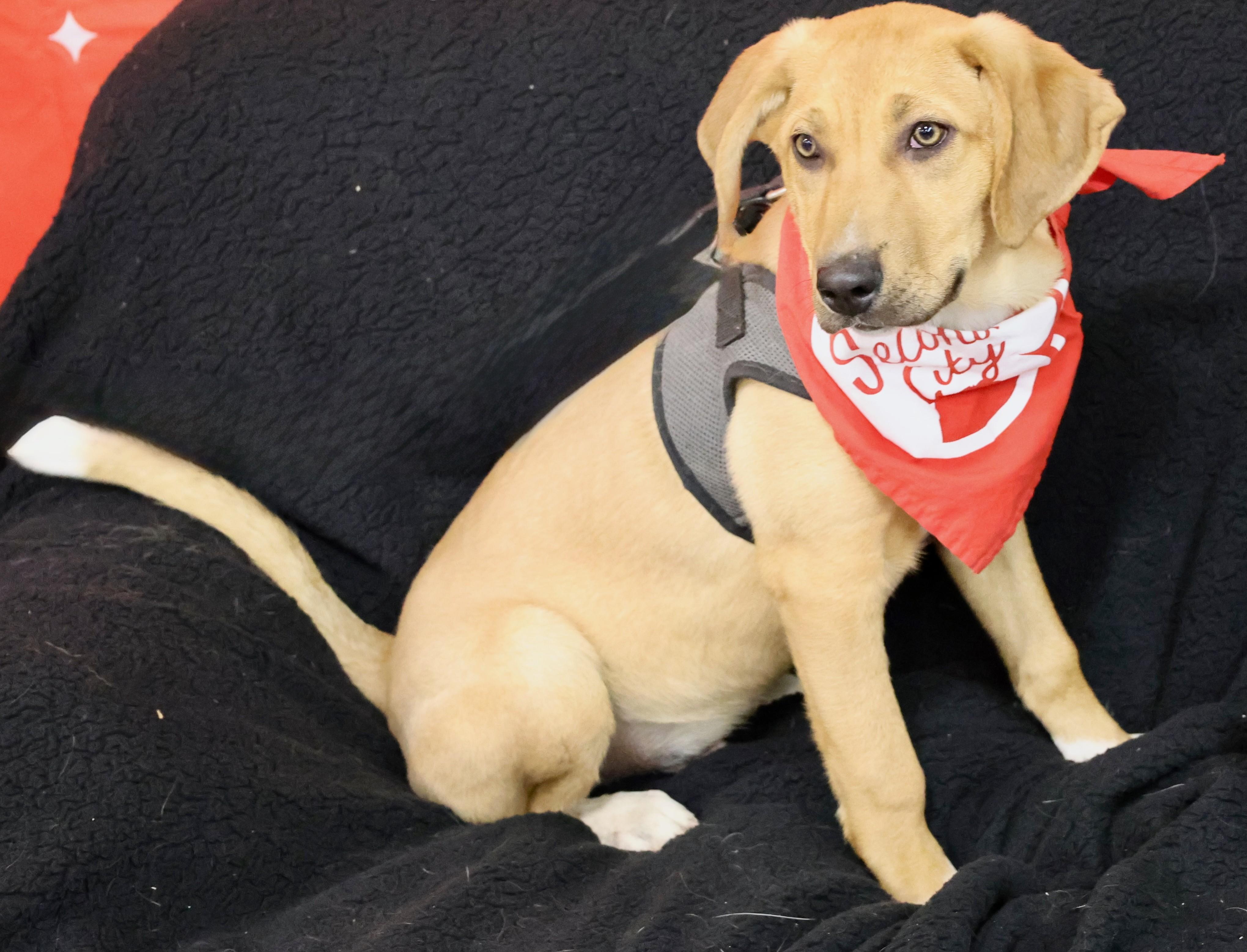 Enlarge Putter, a Adoptable mixed breed in Palatine, IL image 3/5
