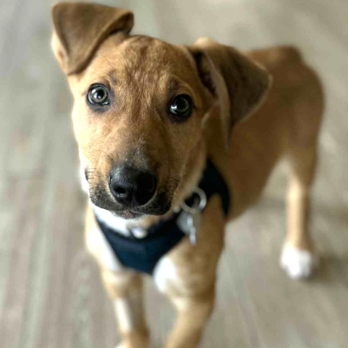 Putter, a Adoptable mixed breed in Palatine, IL image 2/4