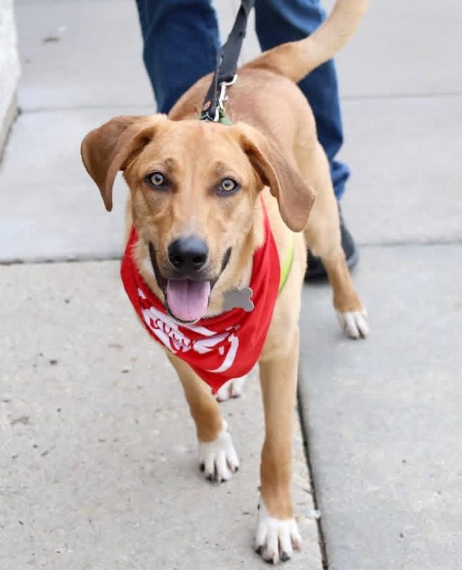 Putter, Adoptable, Puppy Male Retriever & Hound.