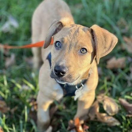 Putter, a Adoptable mixed breed in Palatine, IL image 3/4