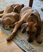 Putter, a Adoptable mixed breed in Palatine, IL image 4/4