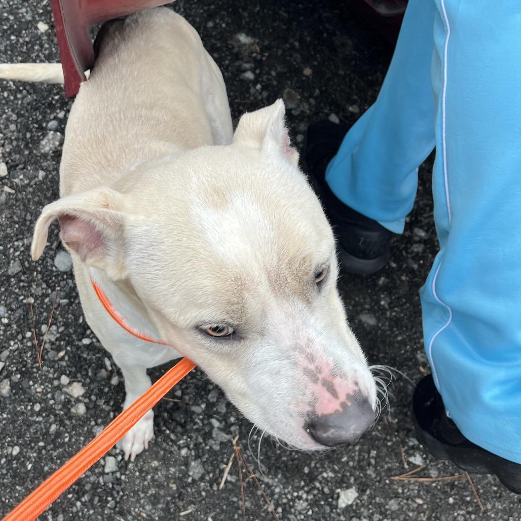 Joe Dirt, Adoptable, Adult Male Pit Bull Terrier.