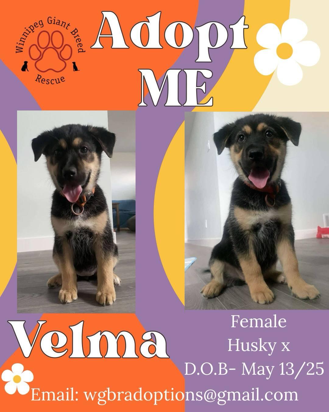 Velma - Scooby Doo Litter, Adopted, Young Female Husky.