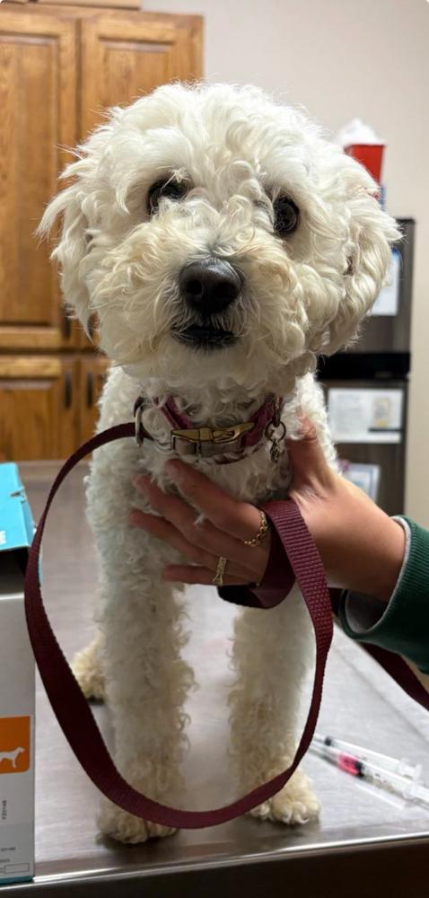 Pitbull, Adoptable, Young Male Poodle.