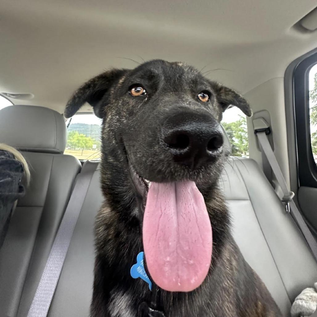 Bluey, Adoptable, Young Male Australian Cattle Dog / Blue Heeler & German Shepherd Dog.