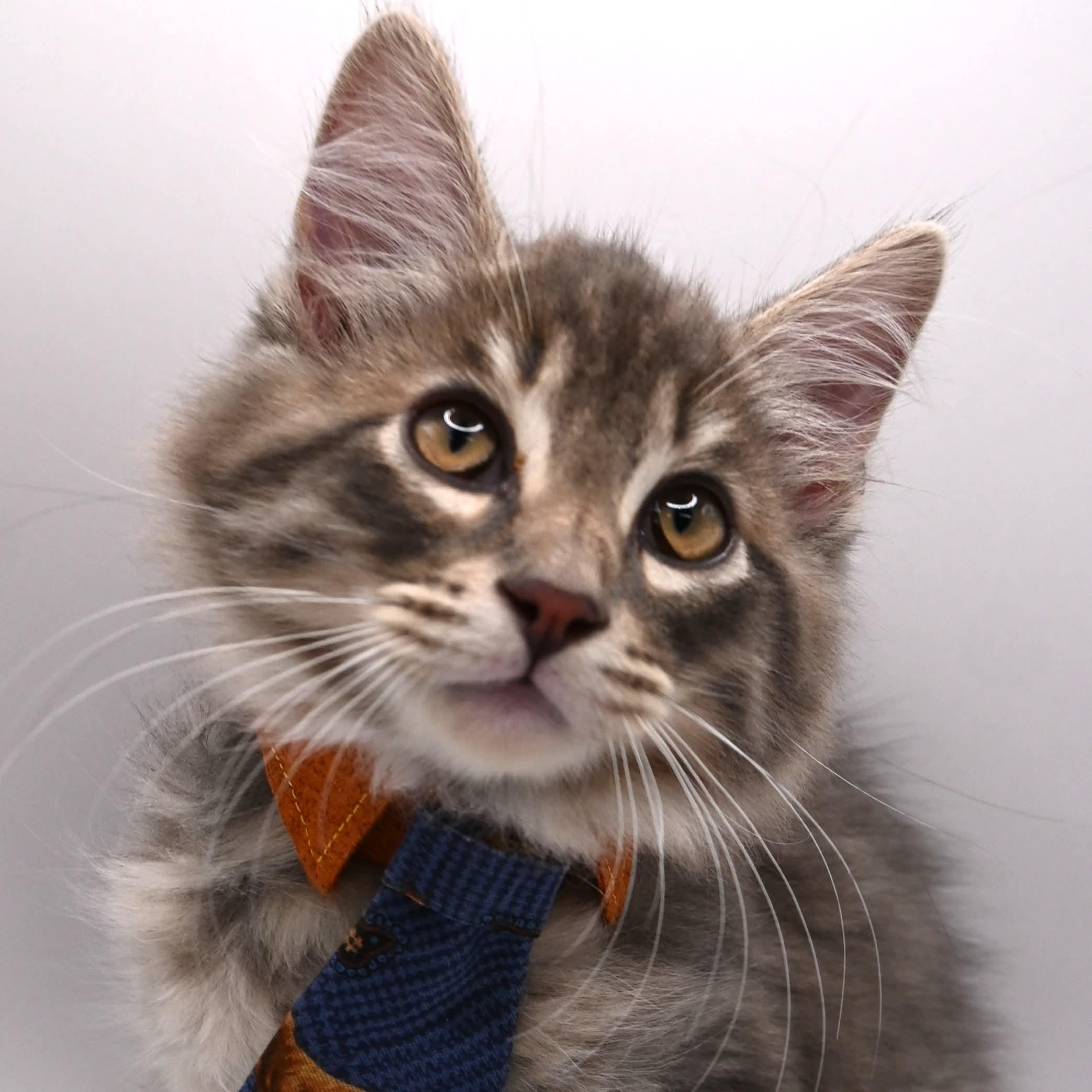 Dusty, an adopted mixed breed in Farmington, CT image 5/6