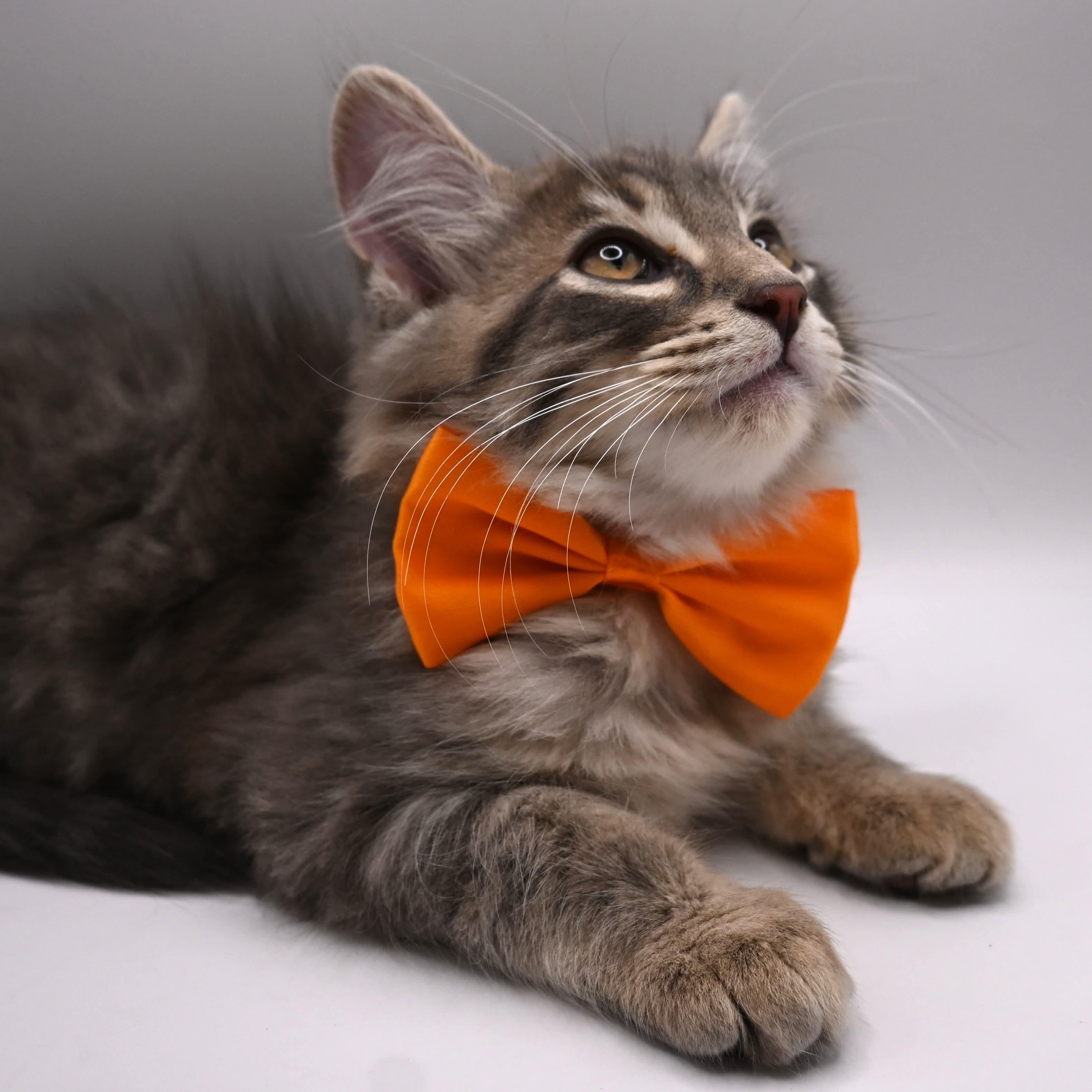 Dusty, an adopted mixed breed in Farmington, CT image 6/6