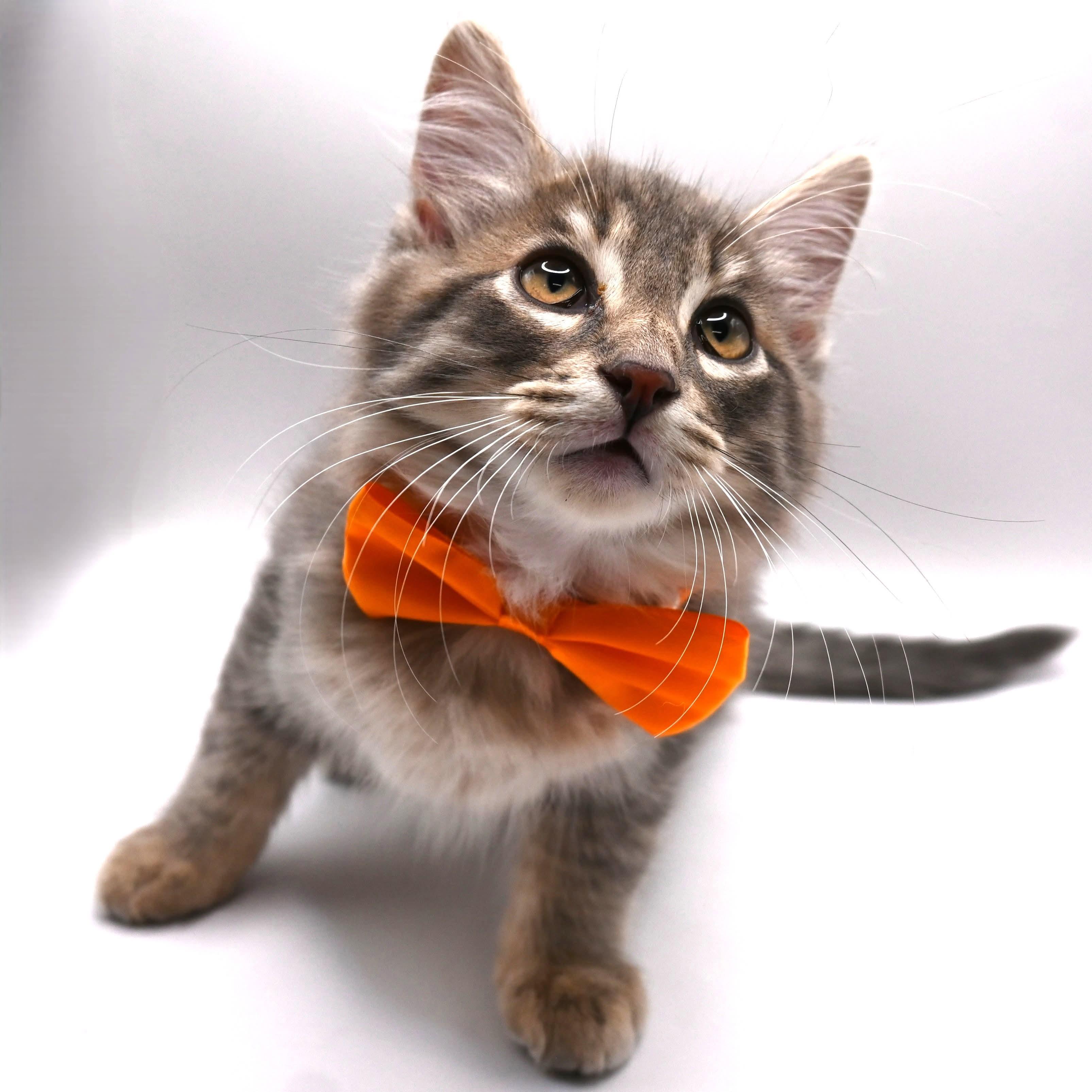 Dusty, an adopted mixed breed in Farmington, CT image 3/6