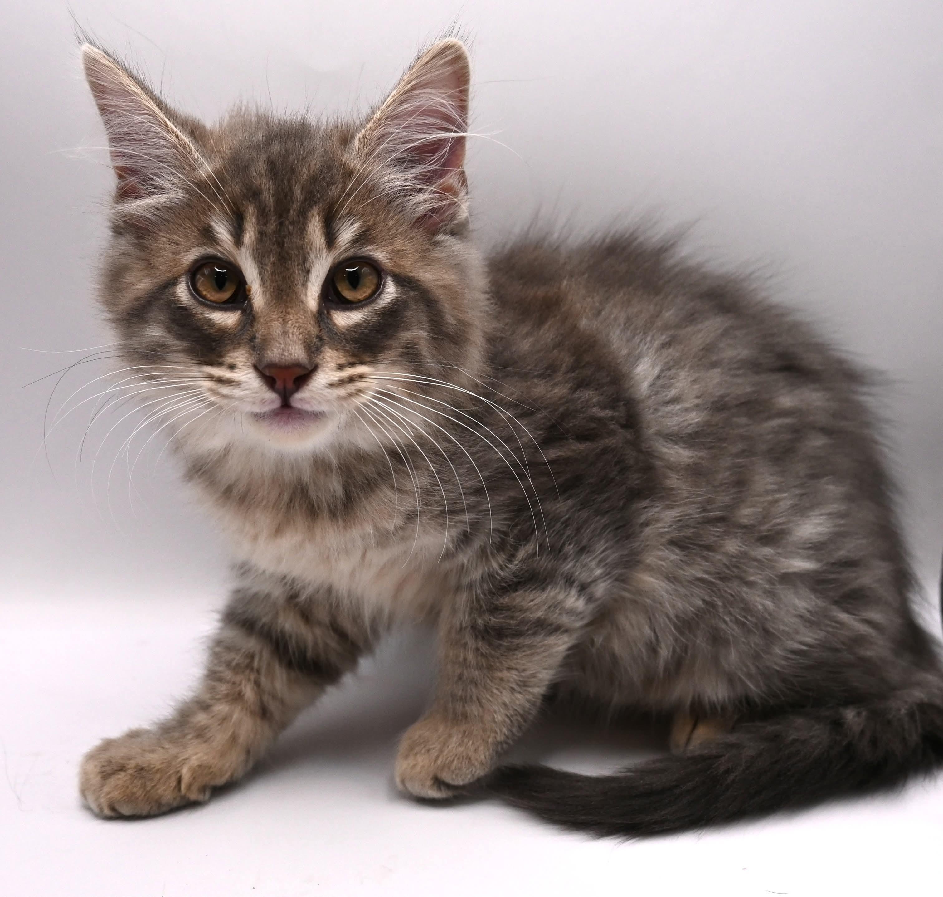 Dusty, an adopted mixed breed in Farmington, CT image 4/6