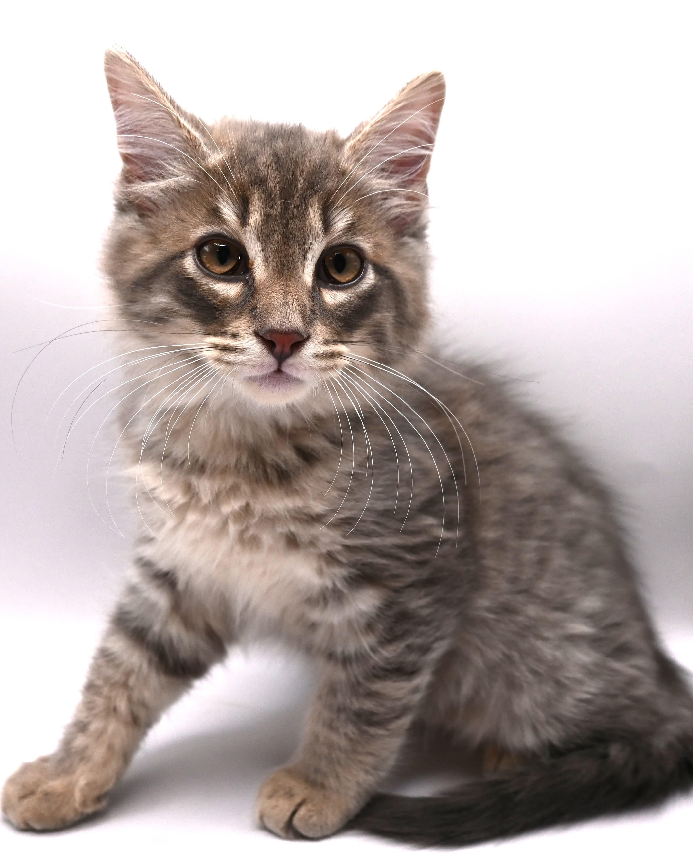 Dusty, an adopted mixed breed in Farmington, CT image 2/6