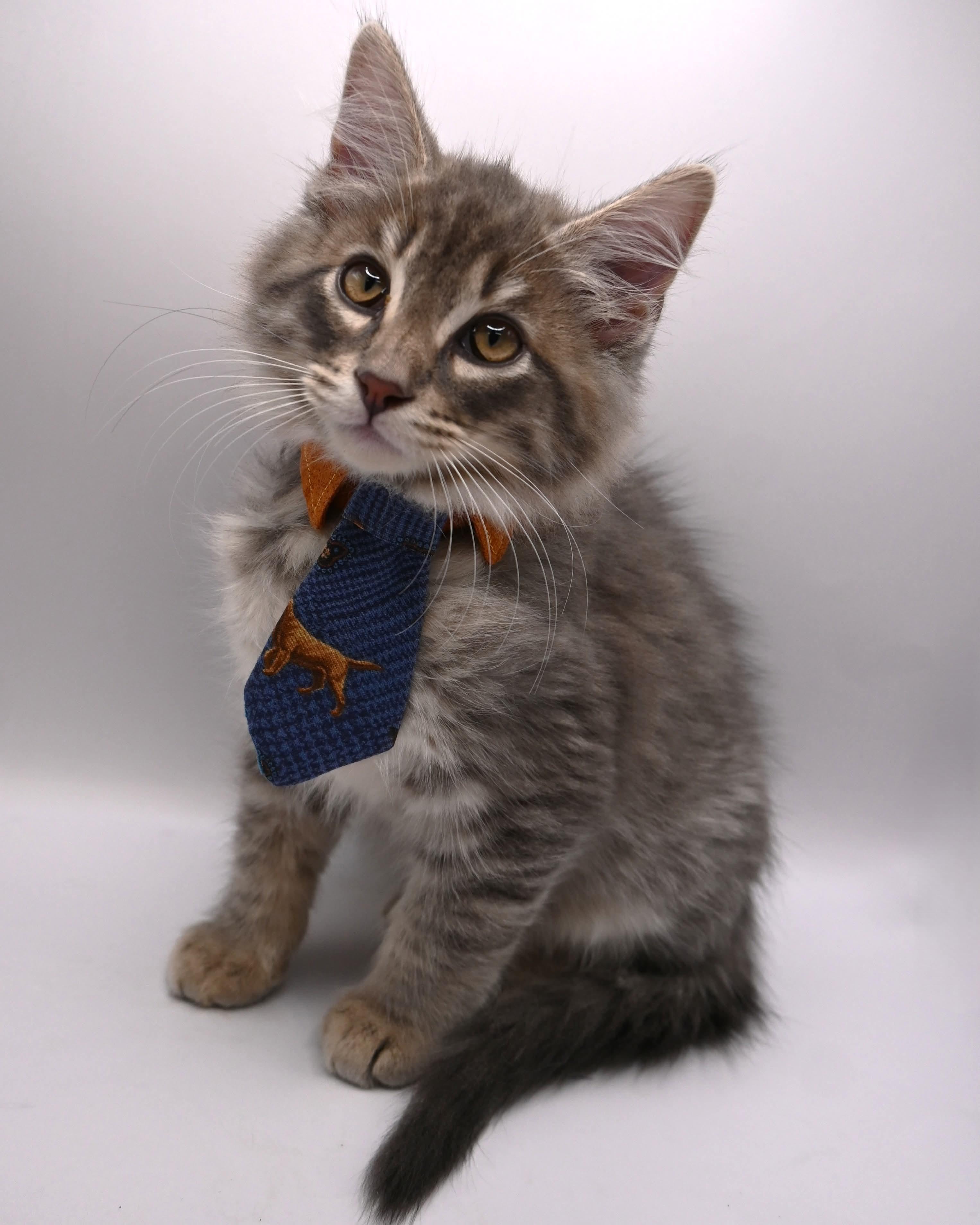 Dusty, an adopted mixed breed in Farmington, CT image 1/6